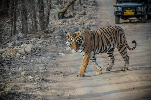 Hotels in Ranthambore